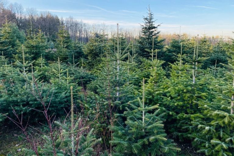 18 Best Christmas Tree Farms In New York State - A Local Guide