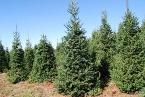 18 Best Christmas Tree Farms In New York State - A Local Guide