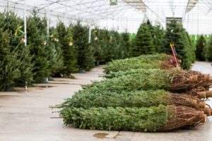 18 Best Christmas Tree Farms In New York State - A Local Guide