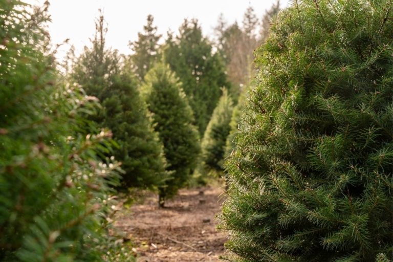 18 Best Christmas Tree Farms In New York State - A Local Guide