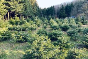 18 Best Christmas Tree Farms In New York State - A Local Guide