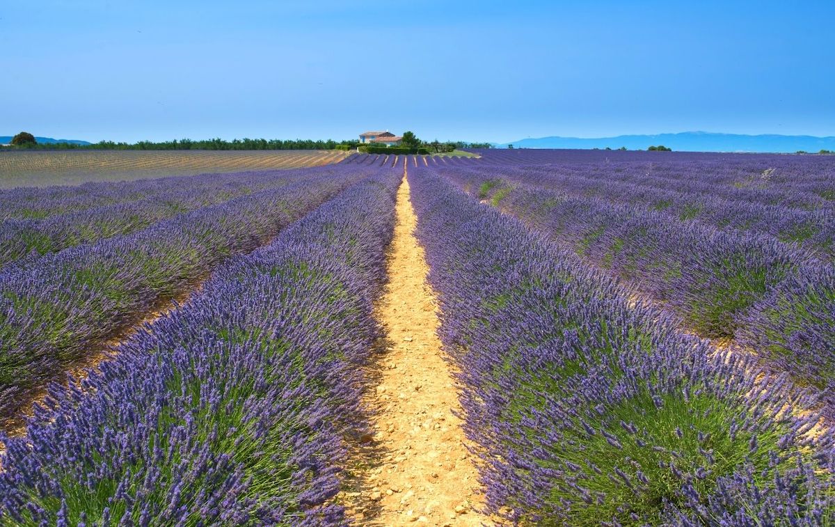 17 Best Lavender Fields New York Has to Offer with Local Tips