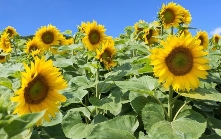 15 Best Sunflower Fields In New York With Secret Local Tips