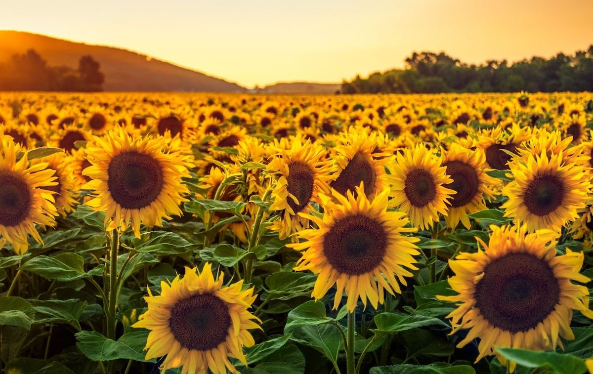 15 Best Sunflower Fields in New York with Secret Local Tips