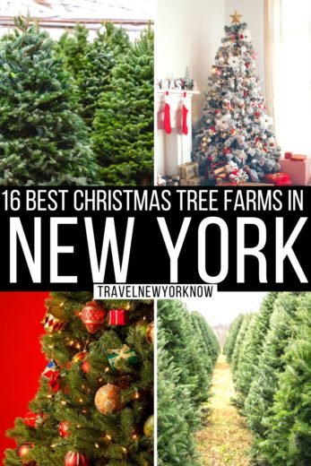 18 Best Christmas Tree Farms In New York State - A Local Guide