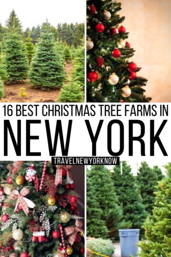 18 Best Christmas Tree Farms In New York State - A Local Guide